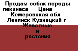 Продам собак породы пекинеса.  › Цена ­ 6 000 - Кемеровская обл., Ленинск-Кузнецкий г. Животные и растения » Собаки   . Кемеровская обл.,Ленинск-Кузнецкий г.